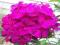 PHLOX - PŁOMYK WIECHOWATY PINK LADY 1szt