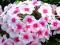 PHLOX - PŁOMYK WIECHOWATY MISS HOLLAND 1szt