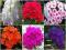 PHLOX - PŁOMYK WIECHOWATY KOLEKCJA 5 SZT PHLOX - PŁOMYK WIECHOWATY KOLEKCJA 5 SZT