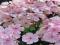 PHLOX - PŁOMYK WIECHOWATY ROSA PASTEL 1szt