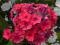 PHLOX - PŁOMYK WIECHOWATY TEQUILLA SUNRISE 1szt