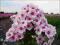 PHLOX - PŁOMYK WIECHOWATY SWIZZLE 1szt PHLOX - PŁOMYK WIECHOWATY SWIZZLE 1szt