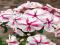 PHLOX - PŁOMYK WIECHOWATY TWISTER 1szt