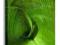 Zwinięty liść - Obraz na płótnie 90x120 cm