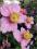 Zawilec mieszańcowy Rosenschale - różowy C0,5