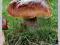 Mushrooms: River Cottage Handbook No.1