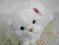 kot ROXI biały (40cm) Łódż