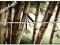 TIME4ART Obraz na płótnie bambus 180x110 XXL