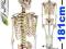 model anatomiczny szkielet człowieka kościotrup