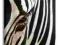 Zebra - Obraz na płótnie 40x40 cm