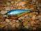 WOBLER RAPALA SH SHAD RAP - 5cm/5g - OKAZJA !