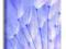 Niebieskie dmuchawce - Obraz na płótnie 40x40 cm