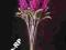 Lewkonia Ostróżka różowa 68cm SUPER JAKOŚĆ hurt