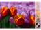 TIME4ART Obraz Kwiaty TULIPANY płótnie 120x80