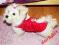 NA WYMIAR zimowa PIKÓWKA+POLAR kolory HELLO KITTY
