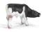 SCHLEICH 13615 CIELE RASY HOLSTEIN out 2013