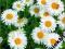 Aster alpejski Albus - biały C0,5