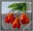 W344 Tulipan z listkami PAPUZI ** 1.orange