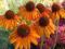 ECHINACEA - JEŻÓWKA SUNFLOWER 1szt