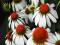 ECHINACEA - JEŻÓWKA WHITE 1szt