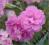 Goździk pierzasty Roseus - różowe C0,5