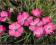 Goździk zaniedbany - różowy C0,5