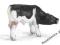 SCHLEICH CIELE RASY HOLSTEIN out 2013 24H DHL