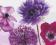 PURPLE SUMMER - Rożowe Kawiaty - plakat 50x40 cm