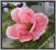 W532 Magnolia główka KWIATY 3.pink