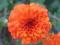 Karłowa zimująca CHRYZANTEMA POMARAŃCZ. w doniczce
