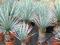 YUCCA juka  ROSTATA sapphire skies  sadzonki