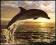Steve Bloom Delfin o Zachodzie - plakat 50x40 cm