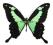 Motyl - Papilio phorcas, samiec