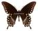 Motyl - Papilio troilus, samiec