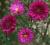 ASTER NOWOBELGIJSKI ROYAL RUBY ASTER NOVI -BELGII9