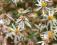 ASTER WIELKOLISTNY ASTER MACROPHYLLUS