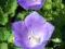 DZWONEK KARPACKI  BLUE CLIPS CAMPANULA CARPATICA