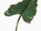Liść Anthurium anturium gigant 110cm EXTRA JAKOŚĆ