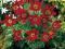 PRZEŚLICZNA    Sasanka czerwona    PIĘKNE SADZONKI