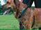SZELKI TRENINGOWE EASY WALK XL TRIXIE PIES CIĄGNIE