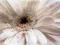 Stokrotka - Biały Kwiat - plakat 91,5x61 cm