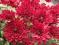 Chryzantema zimująca ,Red Heard ' - ,dalia,tuja