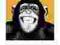 Szympansy - Małpy - Steez plakat 30,5x91,5 cm