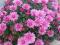 Chryzantema gruntowa ,JASMINA - róża,dalia,piwonia