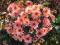 Chryzantema zimująca ,,Salomon   - ,trawa,zawilec