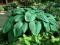 FUNKIA  HOSTA NIAGARA FALLS-------ogromna , nowość
