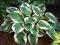 FUNKIA HOSTA MINUTEMAN -------- dwukolorowy liść