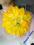 Broszka kwiat duży żółty słoneczny yellow