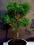 drzewko bonsai - podocarpus, prezent