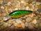 WOBLER NA OKONIA - 5cm/5g - OKAZJA !